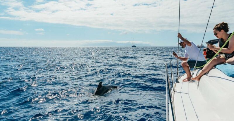 Tenerife: Whale & Dolphin Watching with Drinks and Snacks - A Detailed Look at the Itinerary