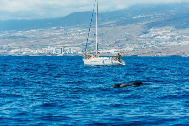 Tenerife: Whale & Dolphin Watching with Drinks and Snacks - In Summary