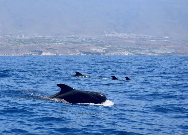 Tenerife Whale Watching and Snorkeling Yacht Trip - Tenerife Whale Watching and Snorkeling Yacht Trip: A Deep Dive