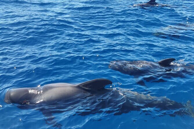 Tenerife Whale Watching and Snorkeling Yacht Trip - An In-Depth Look at the Tenerife Whale Watching and Snorkeling Yacht Trip