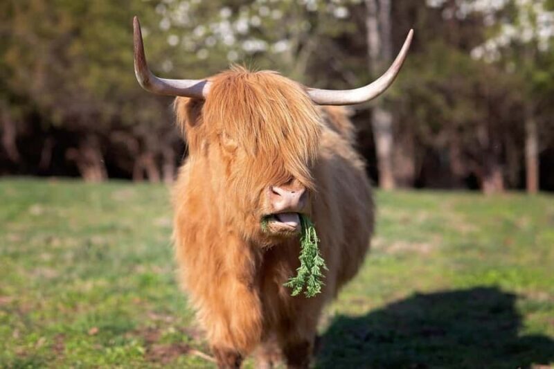 Tennessee: Fluffy Highland Cow Experience + Gelato & Coffee - FAQs