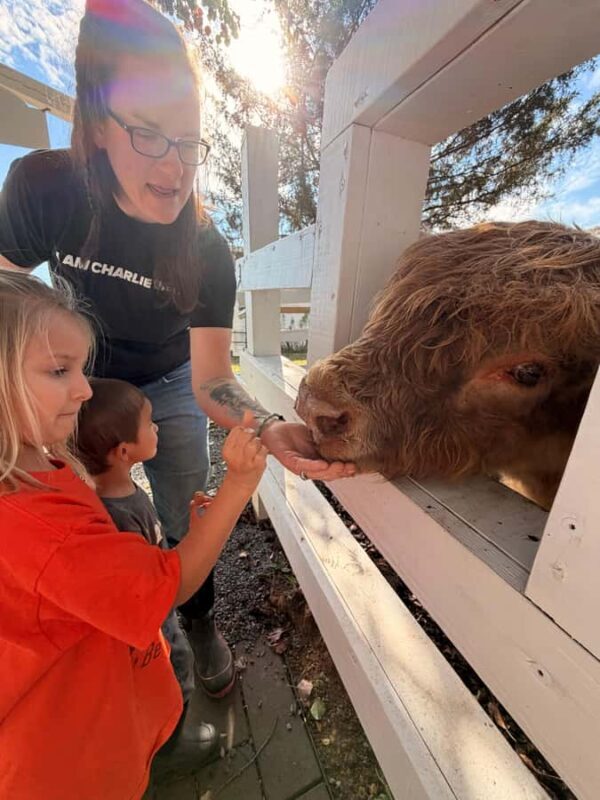 Tennessee: Fluffy Highland Cow Experience + Gelato & Coffee - About This Experience