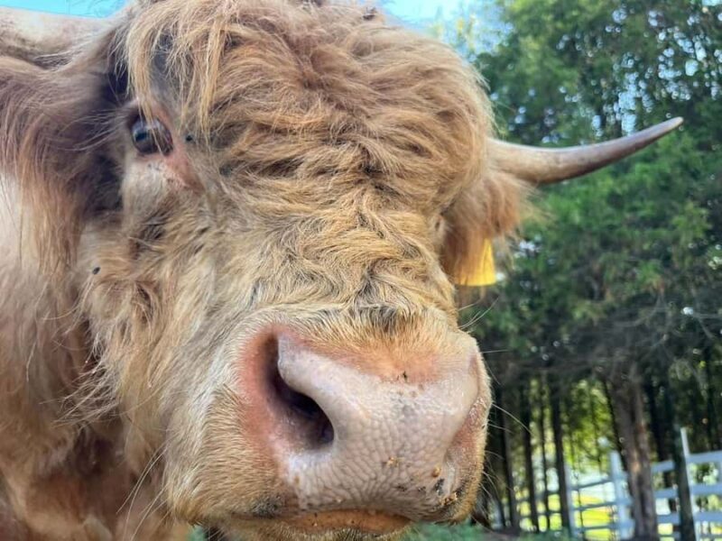 Tennessee: Highland Cow Painting Class - Who Should Consider This Experience?