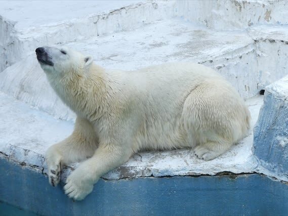 Tennoji Zoo Ticket in Osaka - What to know before you go