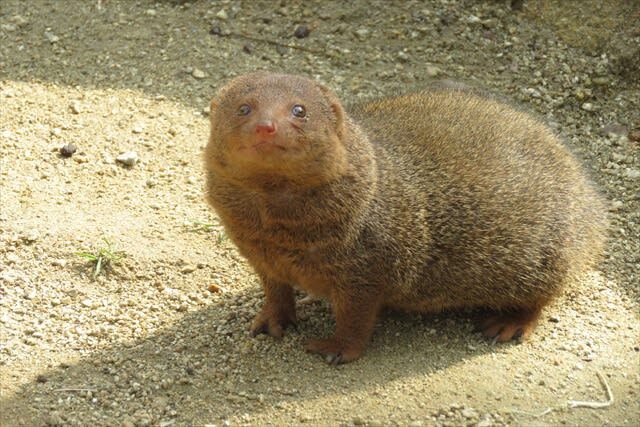 Tennoji Zoo Ticket in Osaka - A small zoo with a useful place in your Osaka day