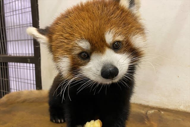 Tennoji Zoo Ticket in Osaka - Polar bears, giraffes, and the animals to look for