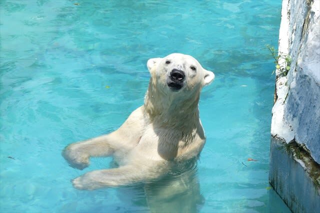 Tennoji Zoo Ticket in Osaka - Is the low ticket price good value?