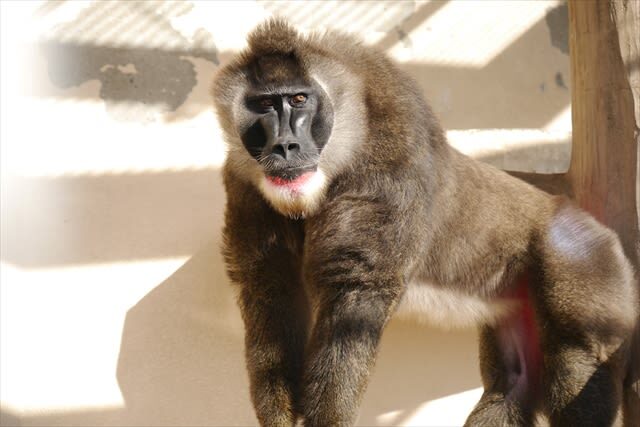 Tennoji Zoo Ticket in Osaka - Hours, eligibility, and a few practical details