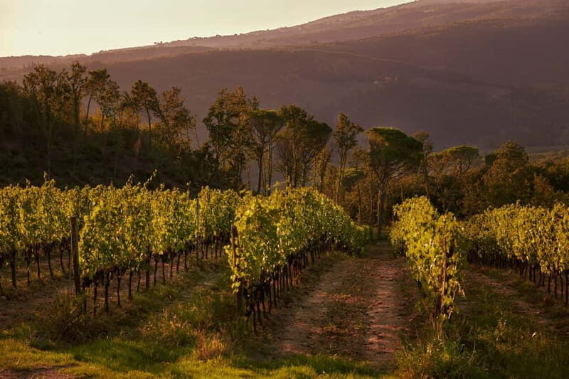 Tenuta San Vito: Organic Wine Tasting with Tuscan Cold Cuts - A Practical Review of the Tenuta San Vito Organic Wine Tasting Experience