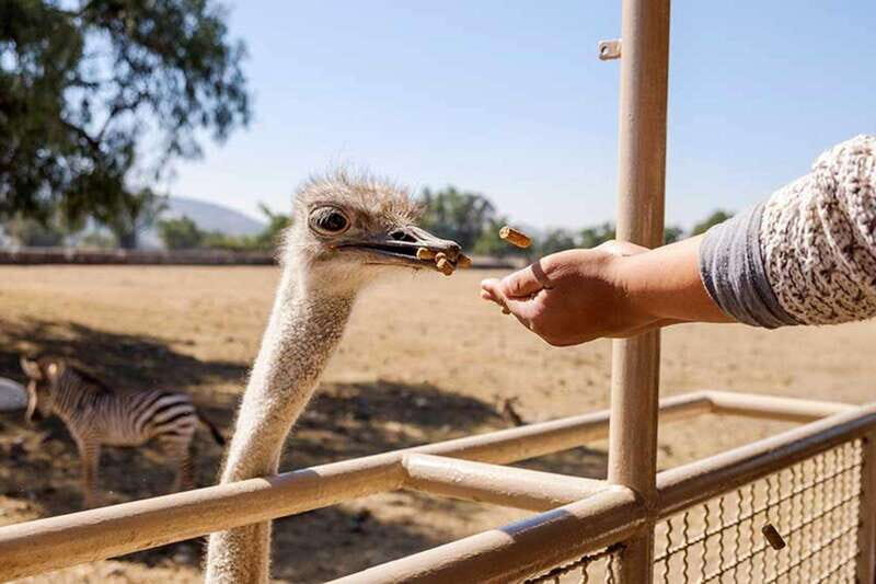 Teotihuacan: Entrance to Animal Kingdom Park; Adventure & Nature - A Closer Look at Reino Animal’s Wildlife Experience