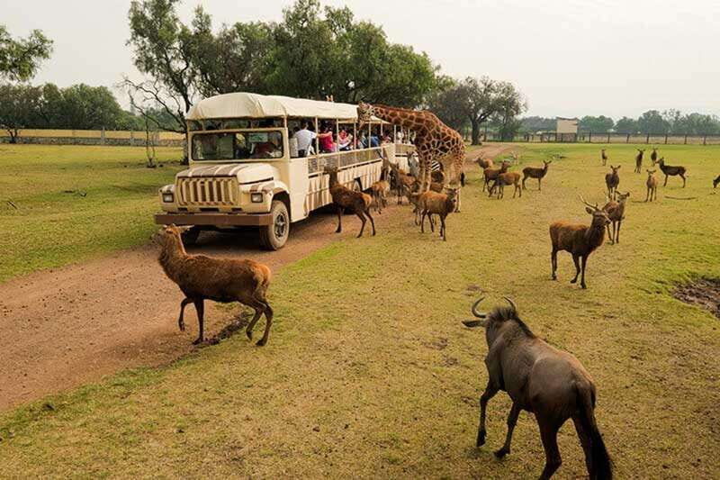 Teotihuacan: Entrance to Animal Kingdom Park; Adventure & Nature - Wrapping It Up