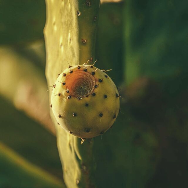 Teotihuacan: History, Culture and Pulque Tasting Bike Tour - FAQ