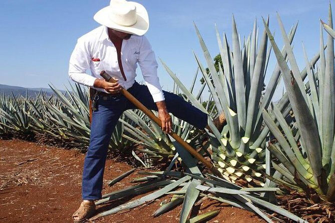 Tequila distillery experience, Jose Cuervo & Tequila Magic Town - What to Expect from Your Day in Tequila