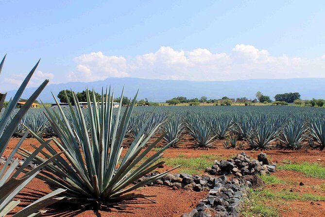 Tequila distillery experience, Jose Cuervo & Tequila Magic Town - FAQs About the Tequila Tour