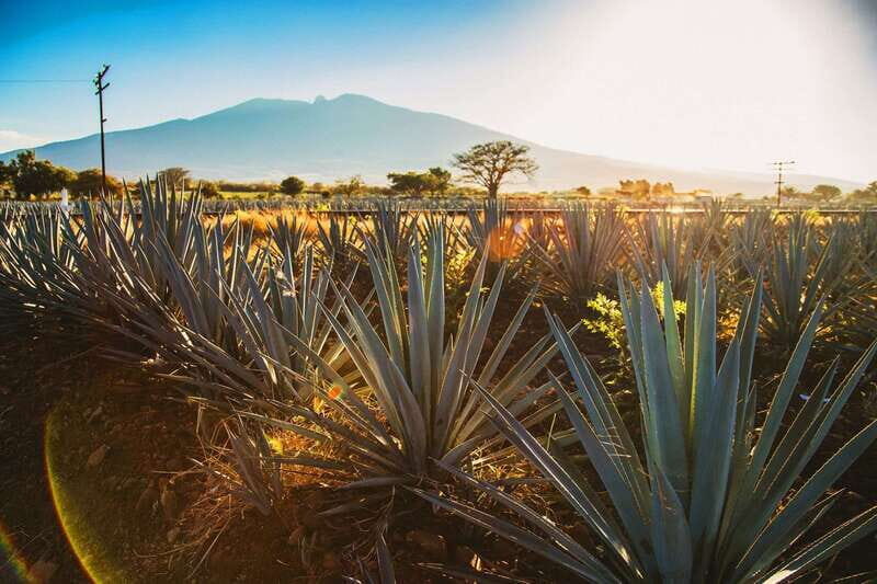 Tequila, Jalisco, and Toriles from Puerto Vallarta - An In-Depth Look at the Tour Experience