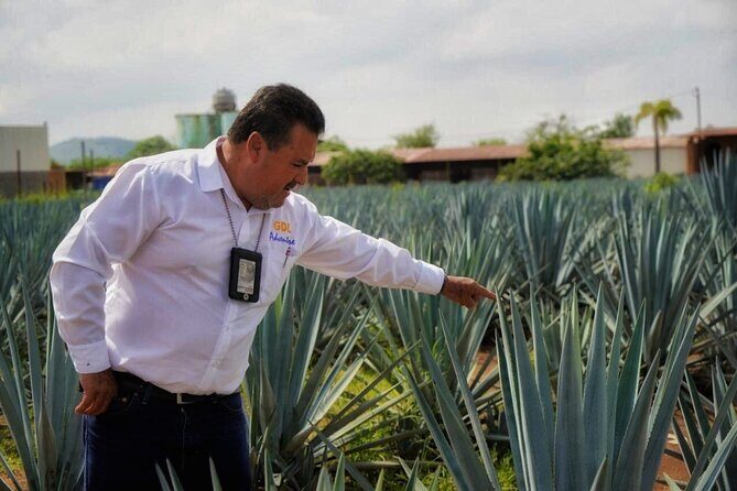 Tequila Tour - Exploring the Best of Tequila: A Practical Review of the Guadalajara Tequila Tour