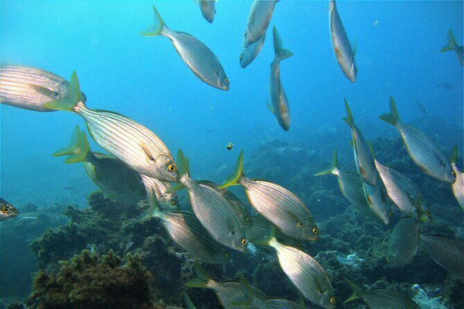Terceira Azores: Scuba-Double dive Trip(certified Divers) - An In-Depth Look at the Terceira Double Dive Experience