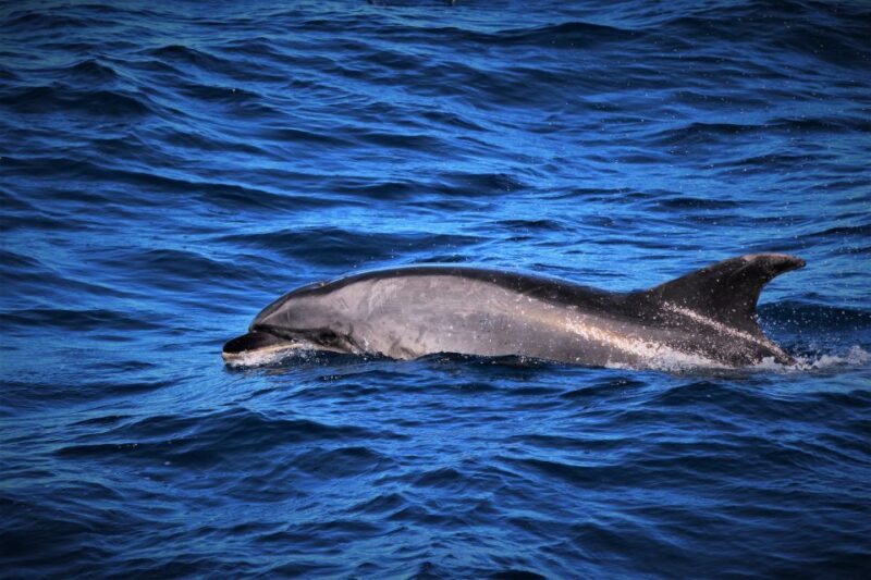 Terceira: Boat Tour and Swimming with Dolphins - An In-Depth Look at the Terceira Dolphin Swim Tour