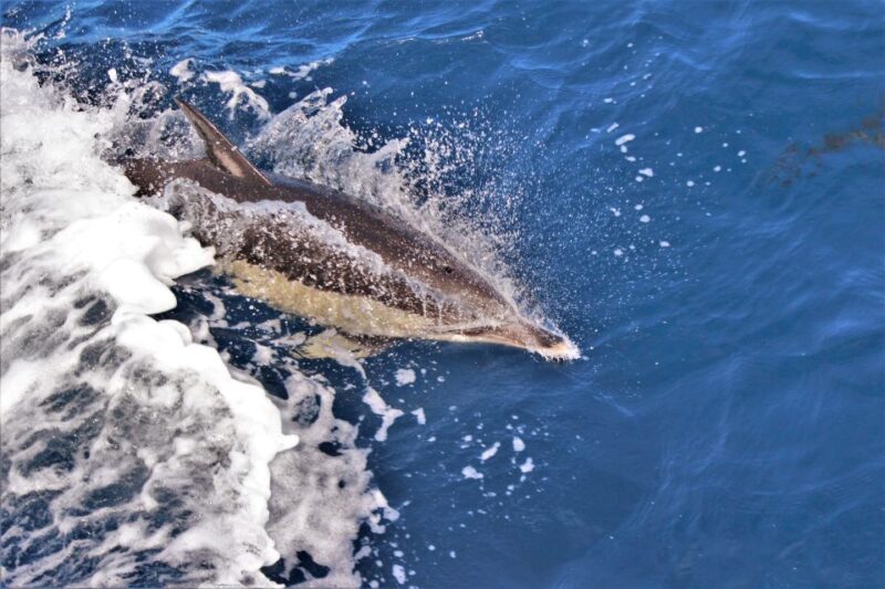 Terceira: Boat Tour and Swimming with Dolphins - The Value of the Experience