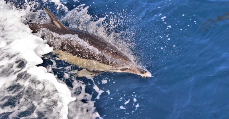 Terceira: Boat Tour and Swimming with Dolphins - Frequently Asked Questions