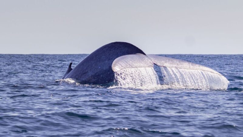 Terceira: Half-Day Dolphin and Whale Watching Tour - The Sum Up
