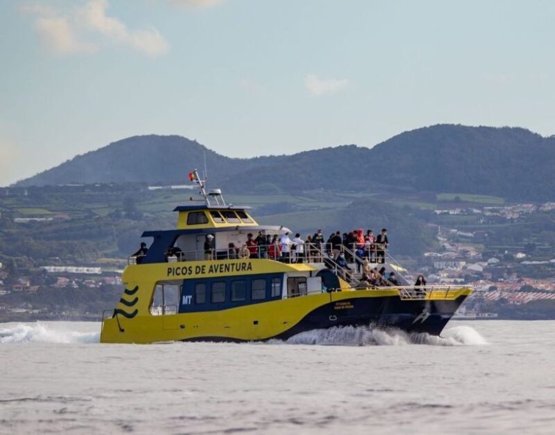 Terceira: Half-Day Dolphin and Whale Watching Tour - FAQ