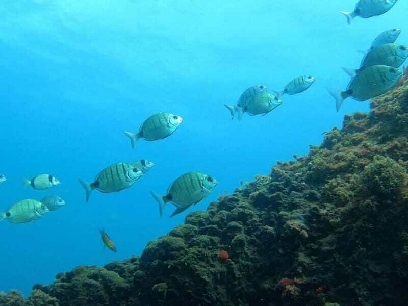 Terceira Island: Snorkeling Adventure - A Deep Dive into the Snorkeling Experience on Terceira Island