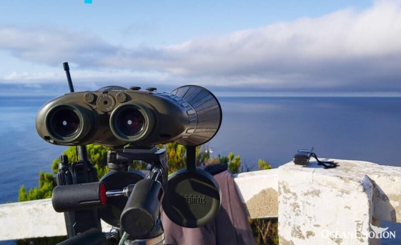 Terceira Island : Whale and Dolphin Watching boat excursion - A Detailed Look at the Whale and Dolphin Watching Tour