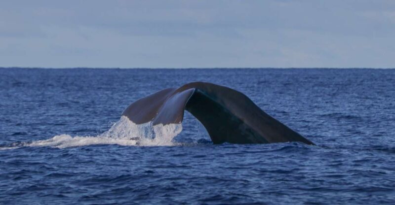 Terceira Island : Whale and Dolphin Watching boat excursion - Frequently Asked Questions