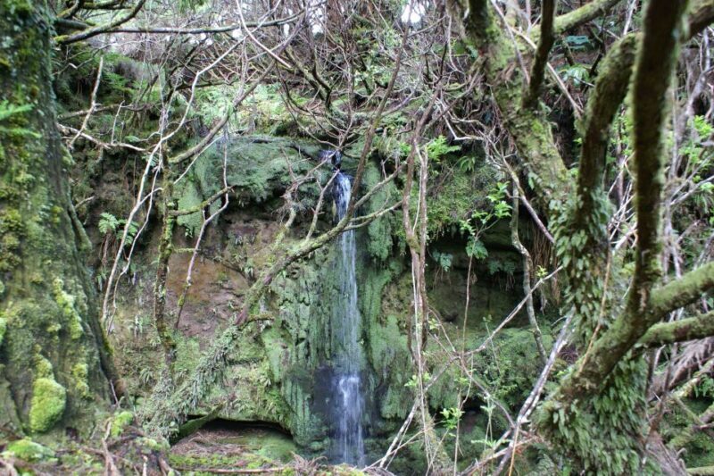 Terceira Island Whale Watching and Jeep Tour - Frequently Asked Questions