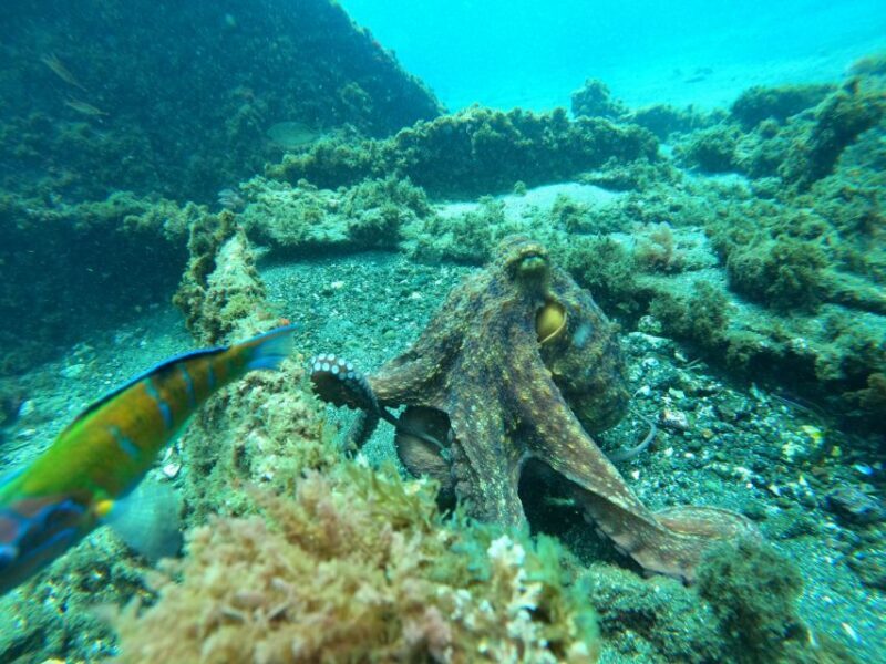 Terceira Island:Try Scuba in a Shipwreck-Archeological park - Practical Tips for Future Participants