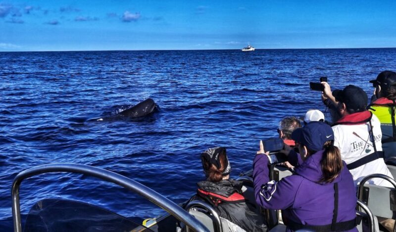 Terceira: Whale and Dolphin Watching in a Zodiac Boat - A Deep Dive into the Experience