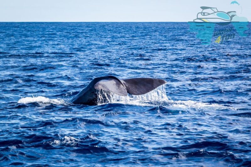 Terceira: Whale and Dolphin Watching in a Zodiac Boat - What to Know Before You Go