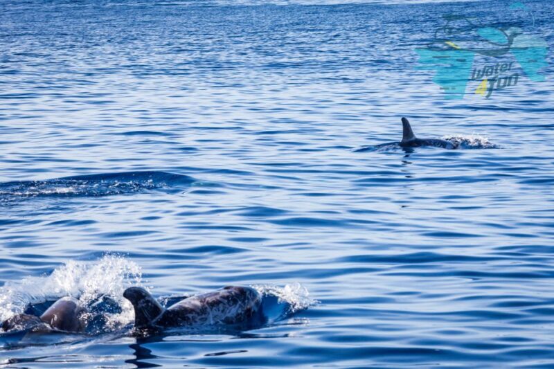 Terceira: Whale and Dolphin Watching in a Zodiac Boat - Authentic Experiences from Travelers
