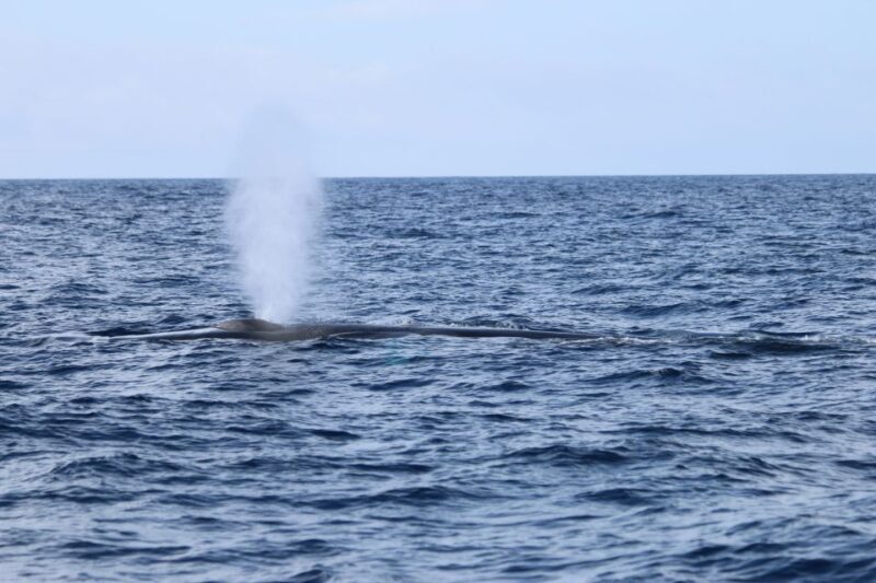 Terceira: Whale and Dolphin Watching in a Zodiac Boat - The Sum Up: Who Will Love This Tour?