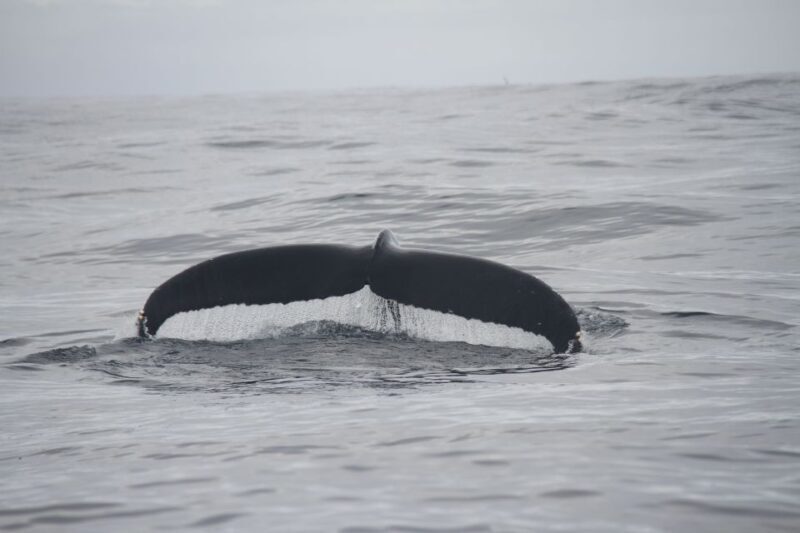 Terceira: Whale and Dolphin Watching in a Zodiac Boat - FAQ