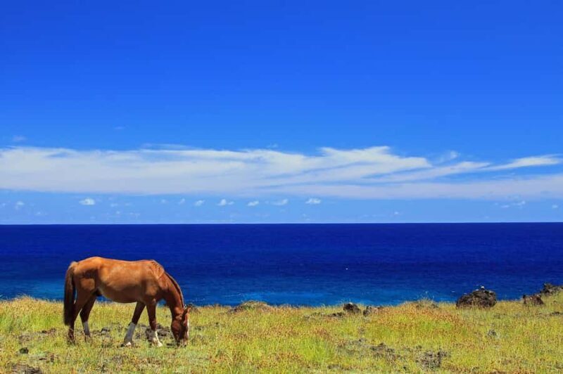 Terevaka Horse Excursion: The highest point and 360° view. - Terevaka Horse Excursion: The Highest Point and 360° View