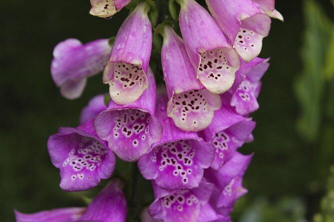 Termas de Papallacta Hot Springs full day tour from Quito - Key Points