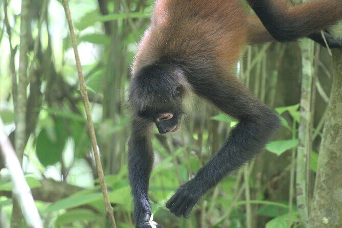 Terraba-Sierpe Mangrove Tour - Frequently Asked Questions