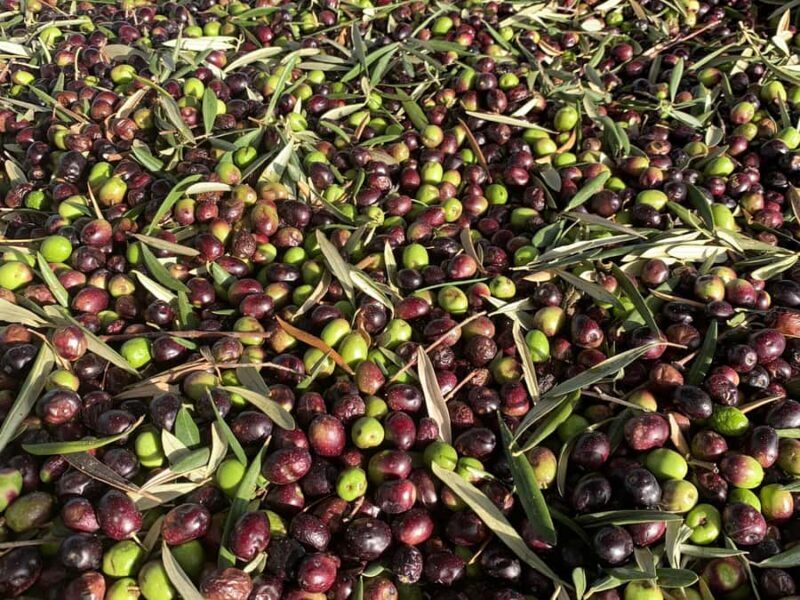 Terroir Soul: Meet the essence of Maipú Olive Oils & Wines - Value and Practical Tips