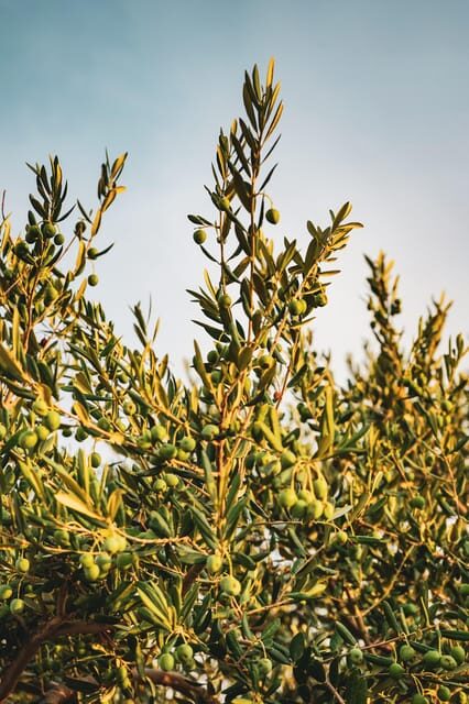 Terroir Soul: Meet the essence of Maipú Olive Oils & Wines - The Sum Up: Who Will Love This Tour?