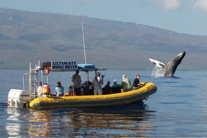 TEST Ultimate Whale Watch from Lahaina - Key Points