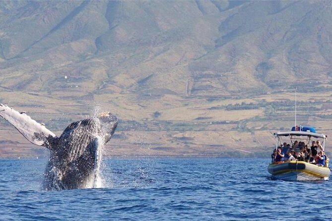 TEST Ultimate Whale Watch from Lahaina - Who Will Love This Tour?