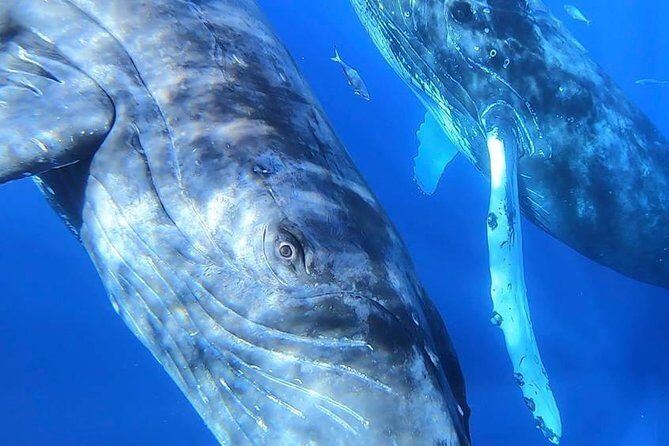 TEST Ultimate Whale Watch from Lahaina - FAQs