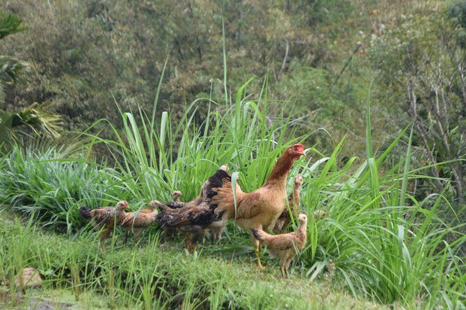Tetebatu Walking Tour - Rice Terraces, Waterfall & Monkey Forest - Key Points
