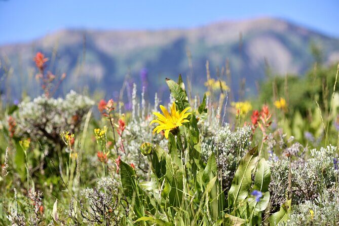 Teton View Horse Riding with Lunch - Who Will Love This Tour?