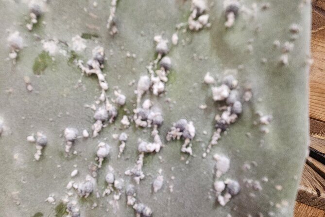 Textiles, Chocolate, Candle-Making and Master Painter - FAQs