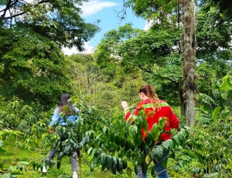Th art of Coffee in Medellin, Colombia. - Exploring Medellín’s Coffee World: What to Expect