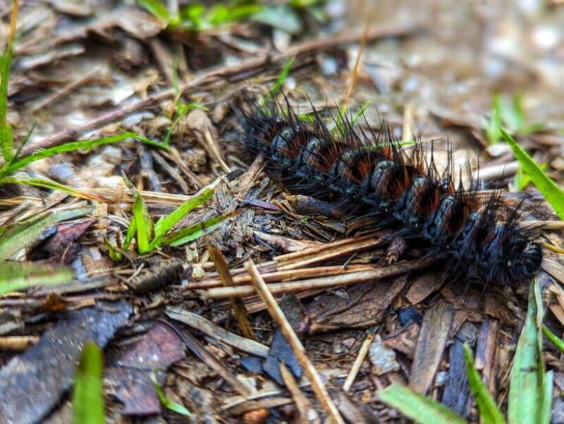 Thangappuwa Falls: Explore One of Knuckles 7 Cascades - Key Points
