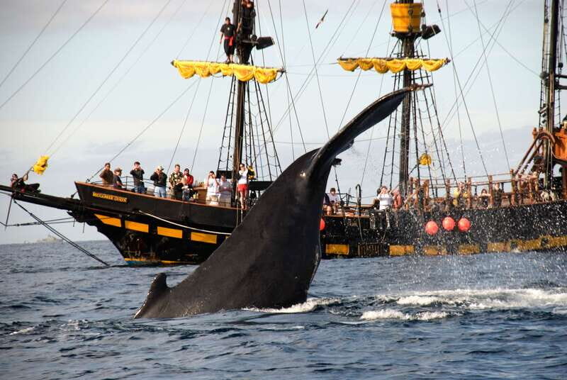 Thar She Blows! Whale Watching Pirate Cruise - In-Depth Review of the Thar She Blows! Whale Watching Pirate Cruise